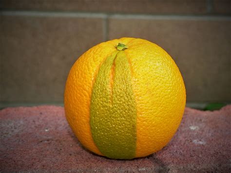 Orange Yellow Green - Free photo on Pixabay - Pixabay