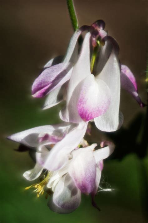 Akelei Foto & Bild | pflanzen, pilze & flechten, blüten ...