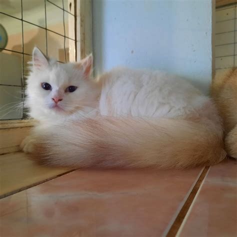 Манчкін лонг, з голубими очима. рідка кішка,: 15 000 грн. - Коти Велика ...