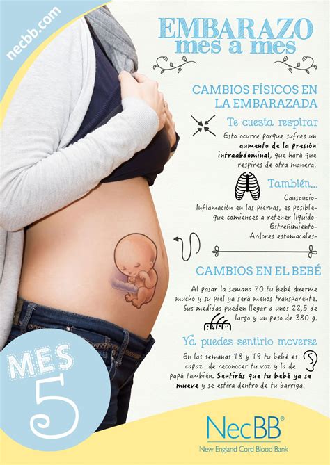 Barriga De Gravidez 5 Meses - NAZAEDU