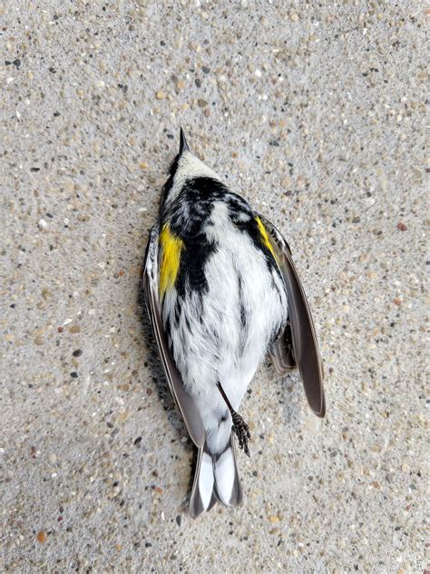 689 best Dead Bird images on Pholder | Morbidlybeautiful, Natureismetal