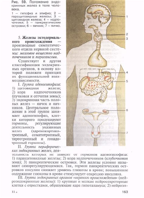 Сапин М.Р. и др. Анатомия человека. Том 2