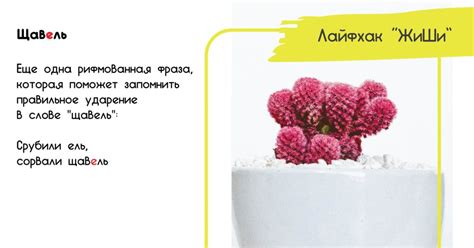 Ударение в слове "Щавель"