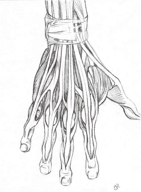 0054 - Hand anatomy - muscles by rainobscured on DeviantArt