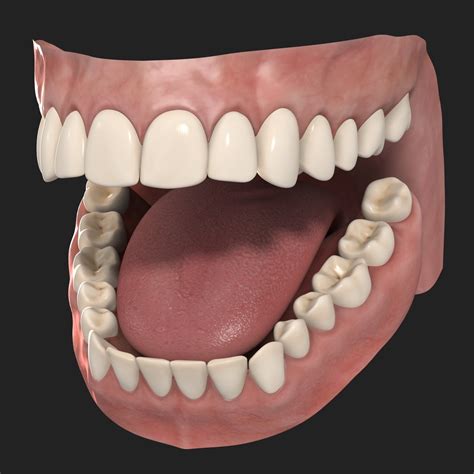 Human teeth 