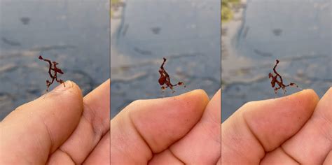 tiny peruvian dragon mantis sways  humans thumb borninspace