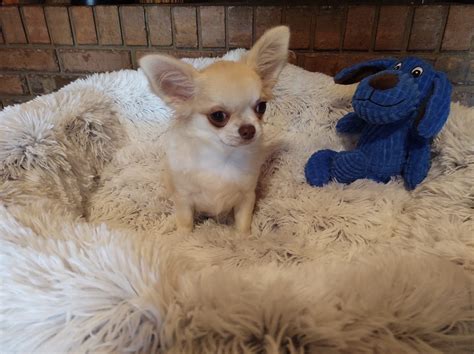 Our beautiful purebred male puppy... - Royal Chihuahuas