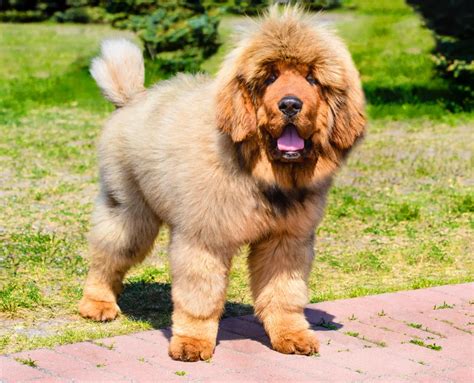 Raça De Cachorro Mastim Tibetano - Mastim Tibetano: Guia Completo da Raça de cachorro