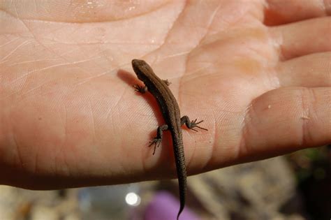 small lizard  milhet  deviantart