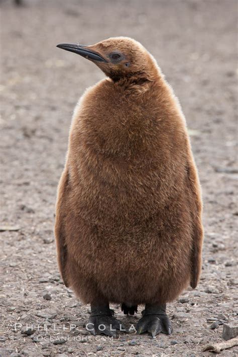 fluffy brown penguin