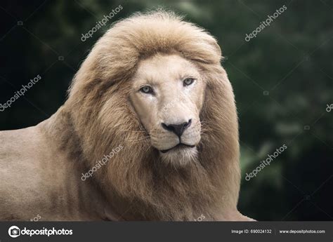 White Lion Panthera Leo Leucistic Lion — Stock Photo © diegograndi ...
