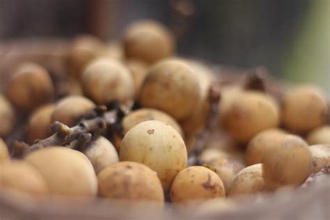 marula fruit stock  images  backgrounds