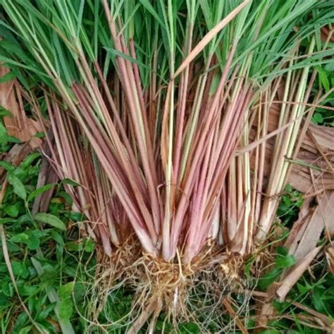 jual serai wangi shopee indonesia