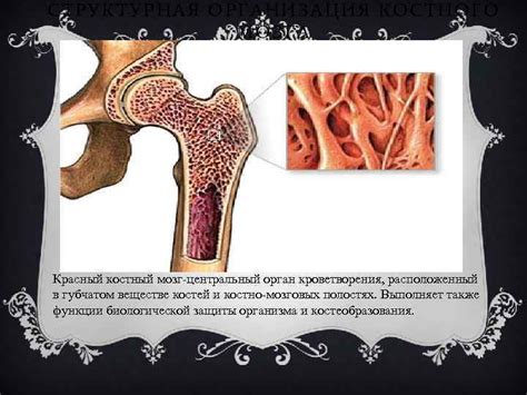 ПРЕЗЕНТАЦИЯ НА ТЕМУ КРАСНЫЙ КОСТНЫЙ МОЗГ Подготовила студентк