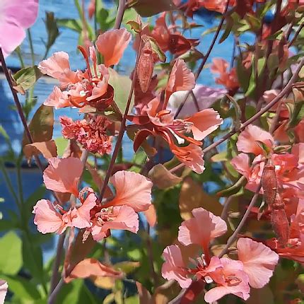 Кларкия: виды, выращивание и уход - Flowers.ua