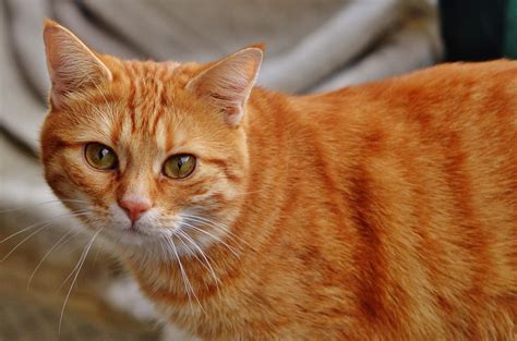 wallpaper orange tabby cat peakpx