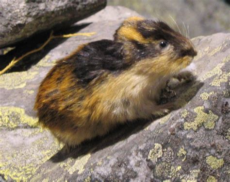 nowhere: Avoiding the Lemming Effect...