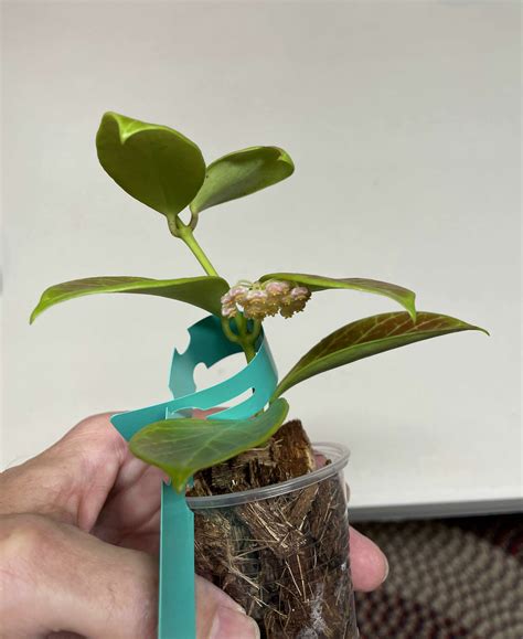 Different Clones of Hoya obscura Available | Vermont Hoyas