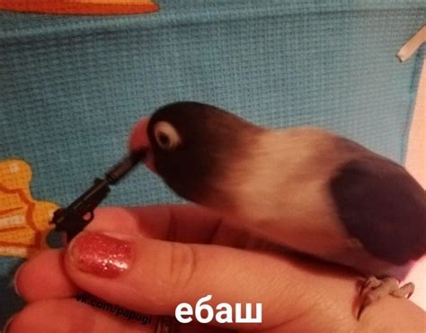 хочу орешки с васаби | ВКонтакте