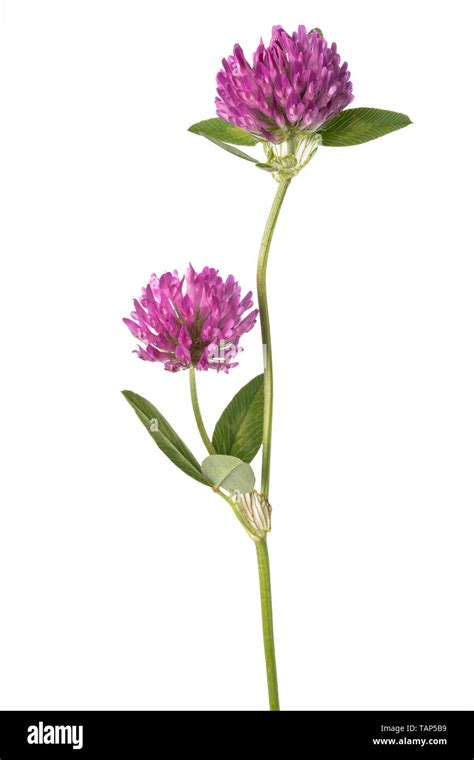 clover plant  flowers isolated  white background stock photo alamy