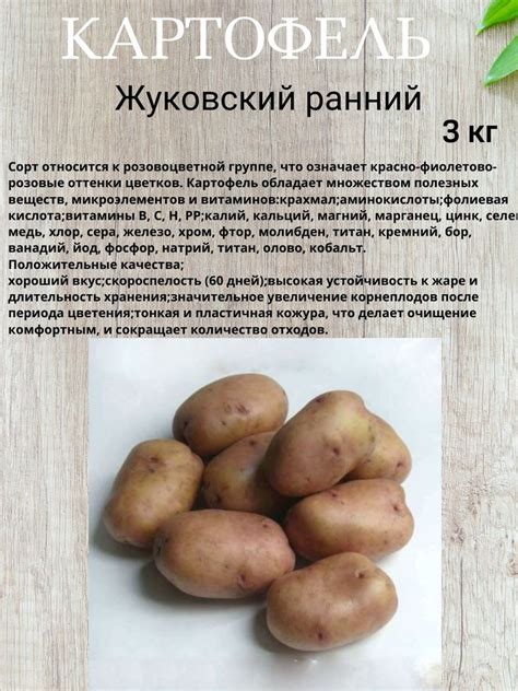 Клубни Карагана купить по выгодной цене в интернет-магазине OZON ...