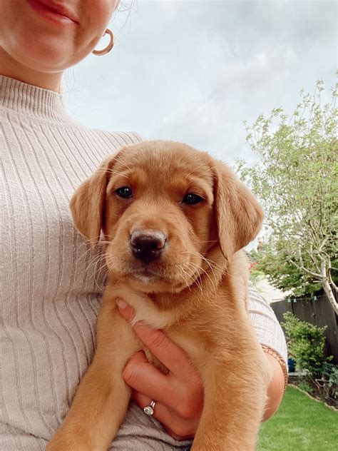 Red Retriever Lab Mix