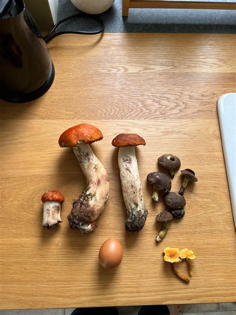 I’m stunned, egg for scale : r/mycology