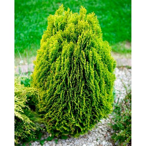 Туя восточная Ауреа Нана или биота Ауреа Нана (thuja orientalis Aurea Nana)