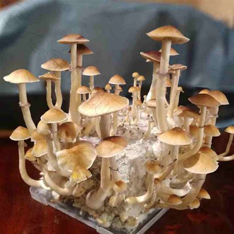 Споры грибов Psilocybe Cubensis - B+ для микологических опытов.