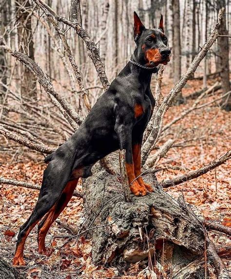 Doberman | History, Temperament & 5 Fascinating Facts