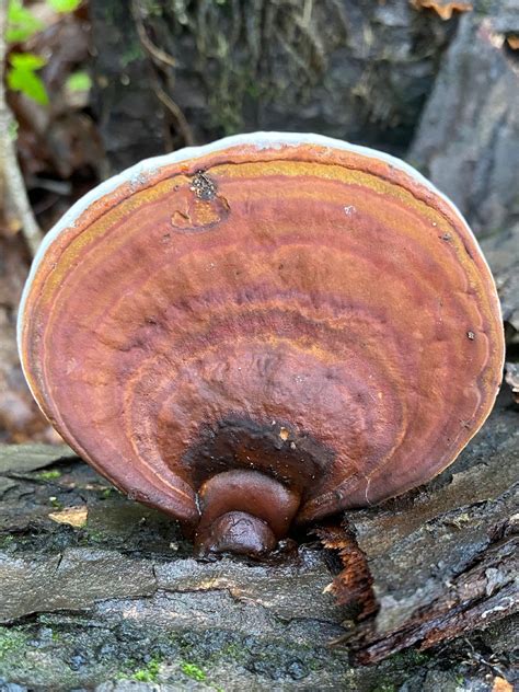 Ganoderma lobatum (Ganoderma lobatum) - Picture Mushroom