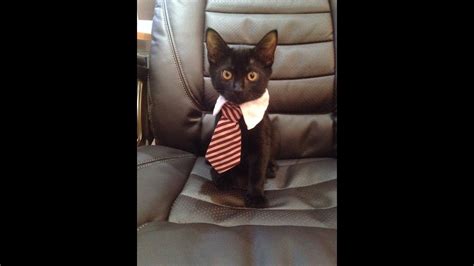CAT NEWS BREAKING NEWS - YouTube