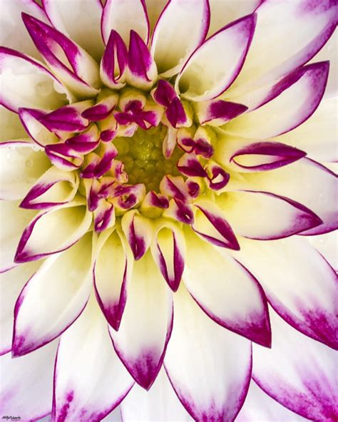 Macro Flower Photography Tip #10 – Mike McRoberts Photography