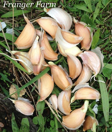 how to grow garlic from clove 11