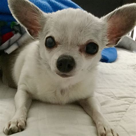 Albums 102+ Pictures Pictures Of Apple Head Chihuahua Superb