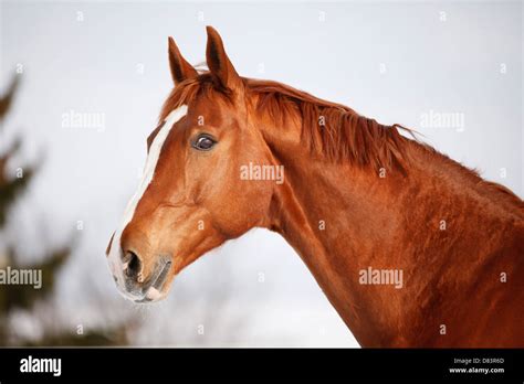 horse  marking  res stock photography  images alamy