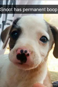 200 Sosig dog ideas | dachshund puppies, weenie dogs, cute puppies