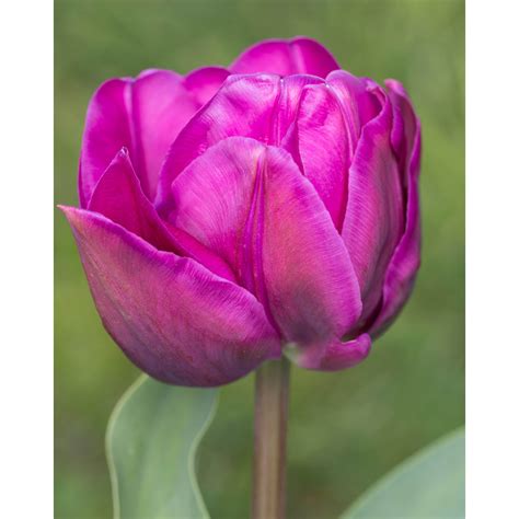 Tulip Negrita Double
