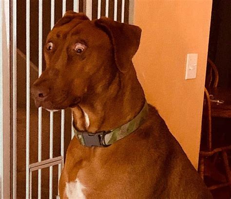 sweet dog  born   defect     permanently surprised