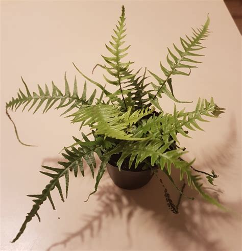 What kind of fern is this ? It was just labeled as "beautiful home ...