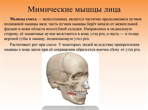 Мимические мышцы лица - презентация онлайн