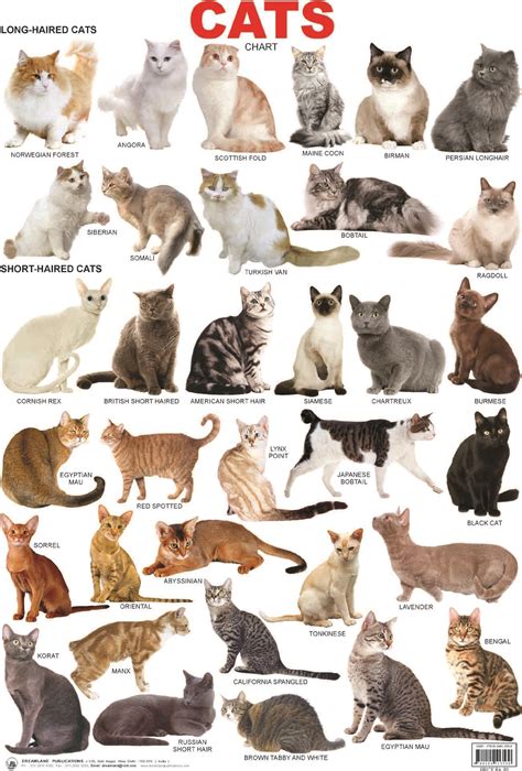 cat breeds beautiful cats cat breeds