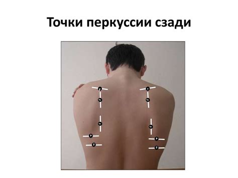 Перкуссия как метод исследования больного. Перкуссия легких в норме и ...