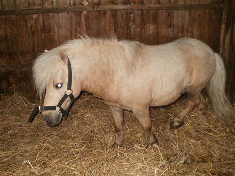 Shetland Ponies | Cyprus Pets & Animals