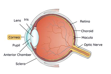 Corneal Diseases - Fry Eye Associates