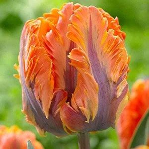 Тюльпан "Orange Rococo" купить в питомнике растений с доставкой по ...
