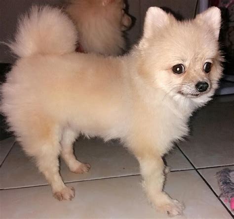 Pomeranian Puppy Cut