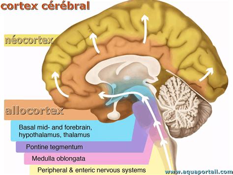 image result  paracentral lobule cerebral cortex  vrogueco