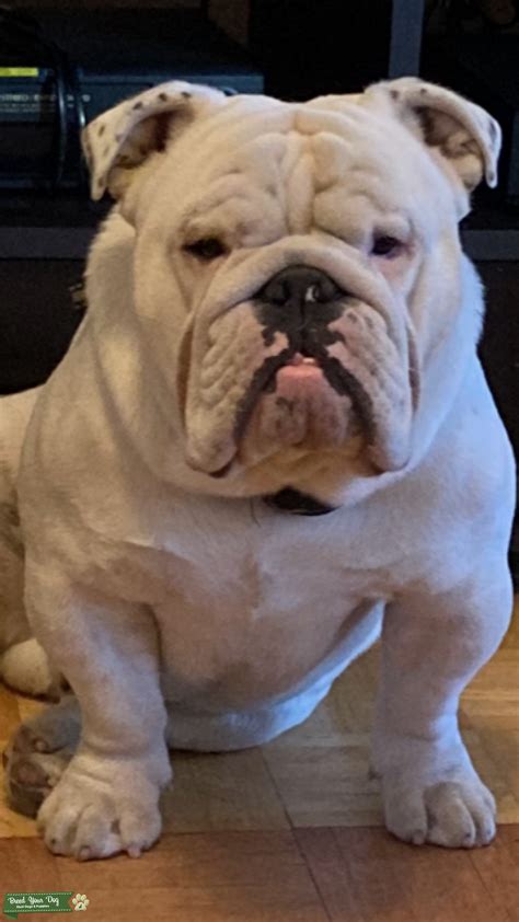 white traditional english bulldog stud dog ca breed  dog
