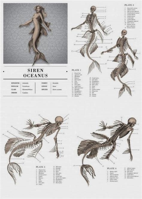 mermaid anatomy mermaid art fish anatomy mythical creatures art